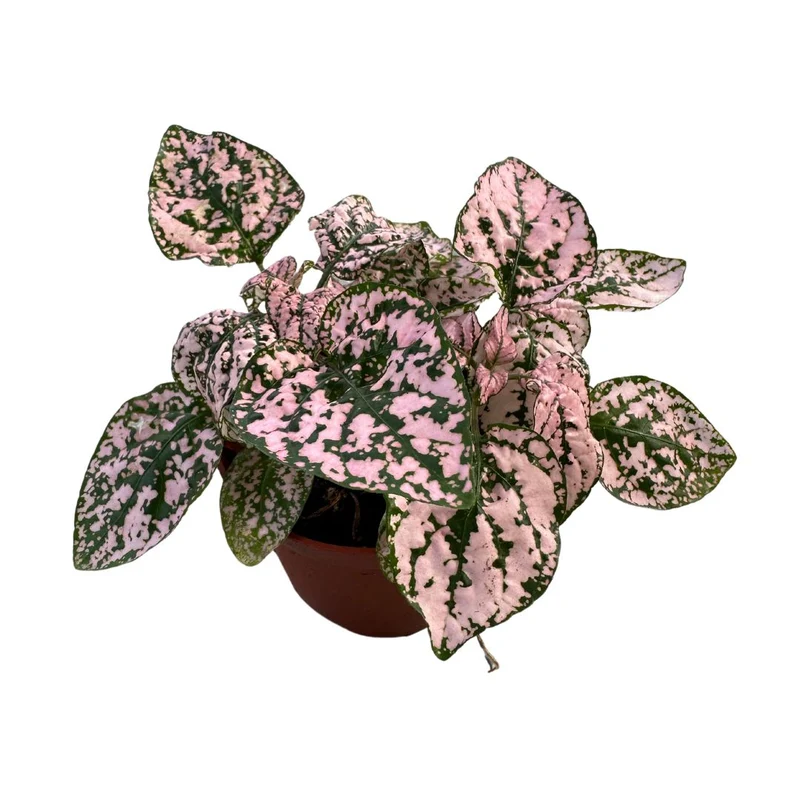 Hypoestes Hoja De La Sangre