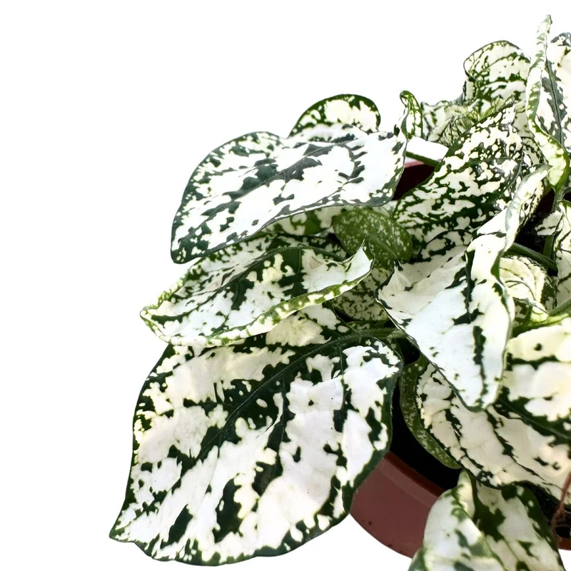 Hypoestes Hoja De La Sangre