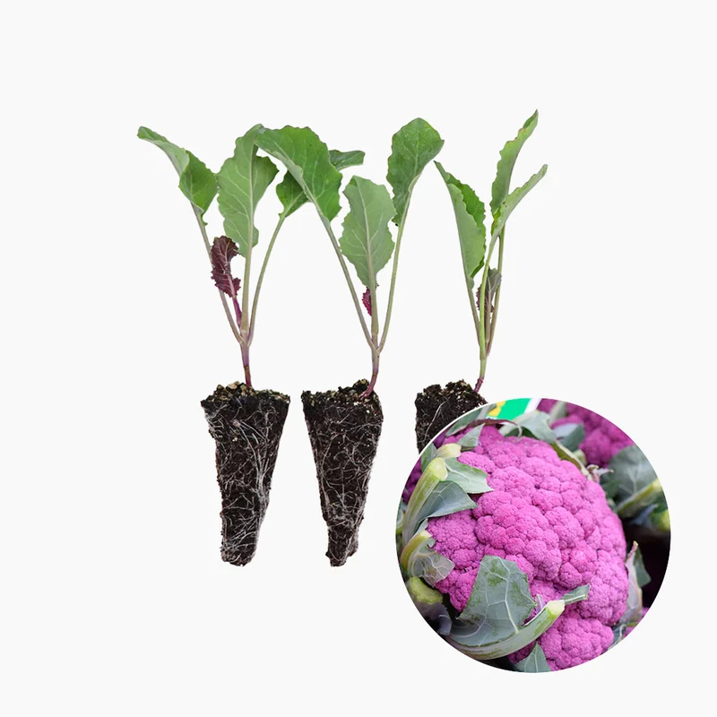 Plantón Coliflor Morada - PlantaBo