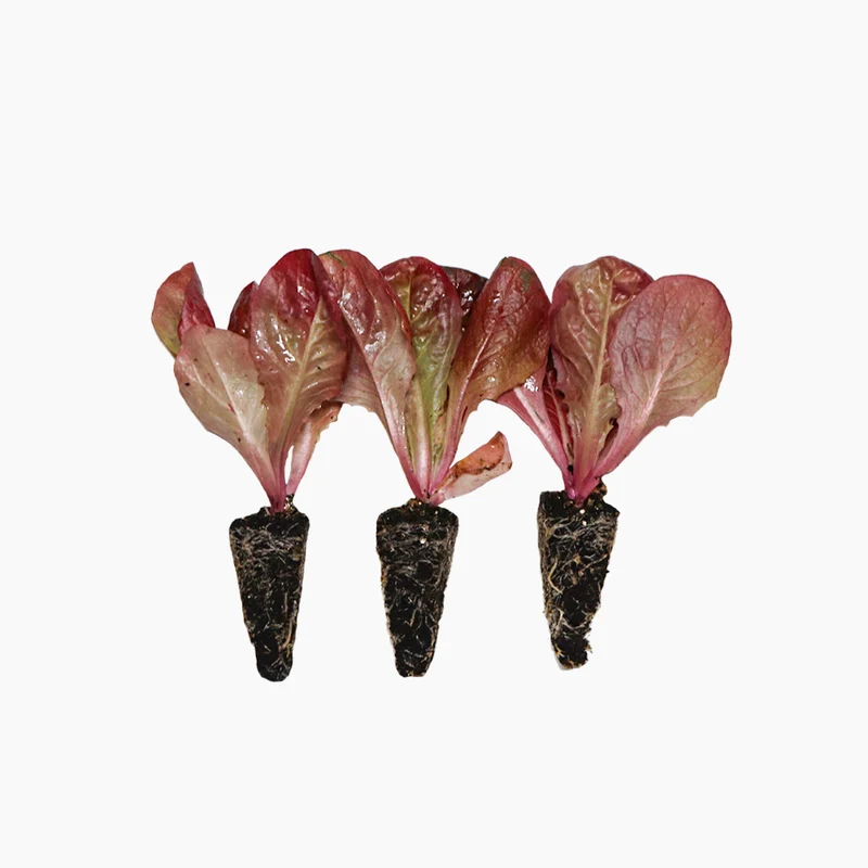 Plantón Lechuga Cuatro Estaciones 3 Unidades - PlantaBo