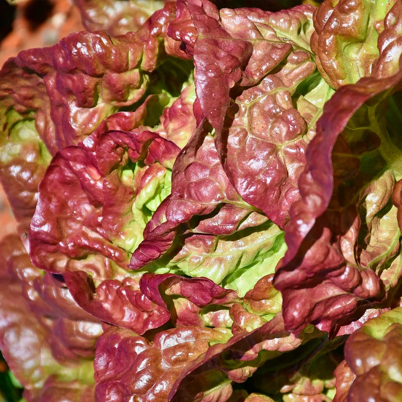 Plantón Lechuga Cuatro Estaciones 3 Unidades - PlantaBo