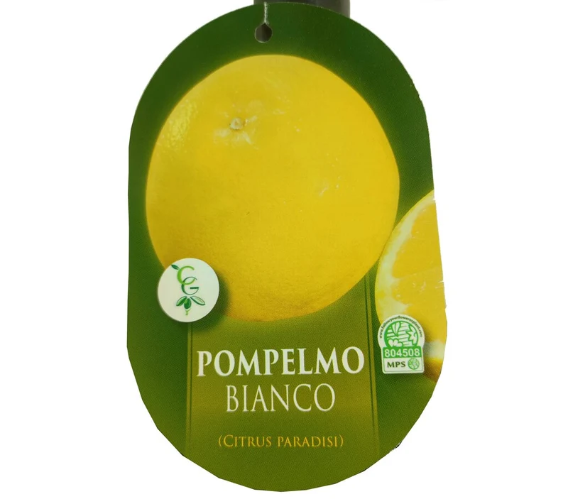 Pomelo Blanco Tb20 100cm