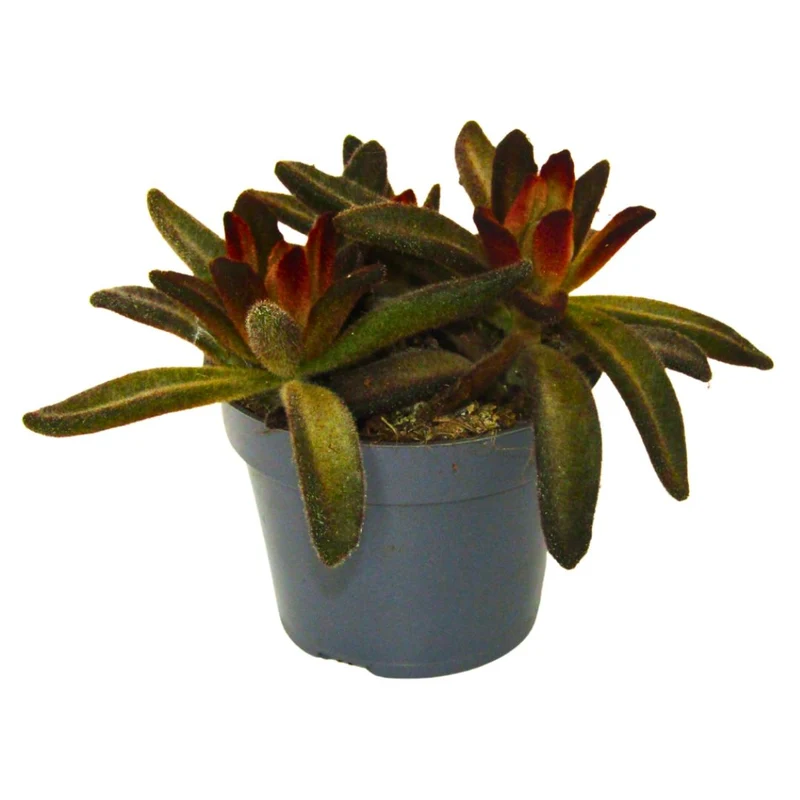 Kalanchoe Tormentosa Rubra Planta Suculenta De Hojas Rojizas Para Interiores