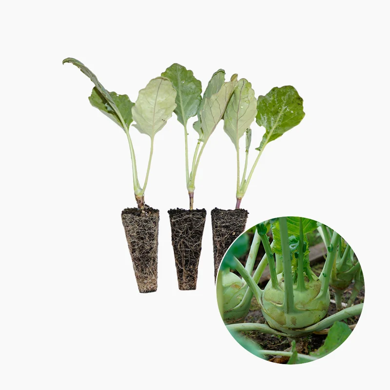 Plantón Colinabo Verde 10 Unidades - PlantaBo