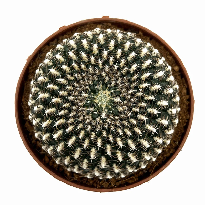 Sulcorebutia Arenacea Cactus Y Suculentas M8,5 cm Ø