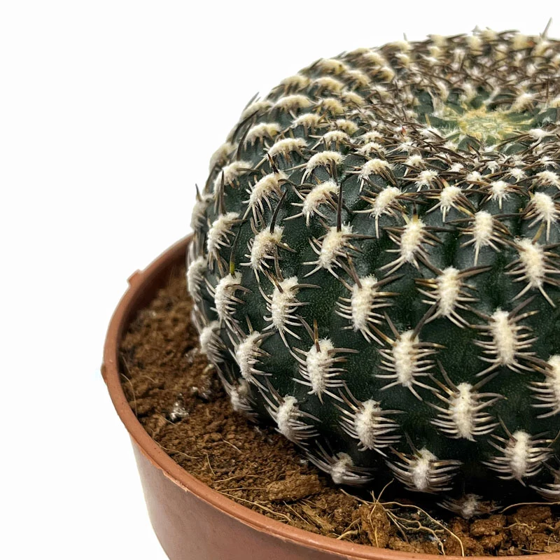 Sulcorebutia Arenacea Cactus Y Suculentas M8,5 cm Ø