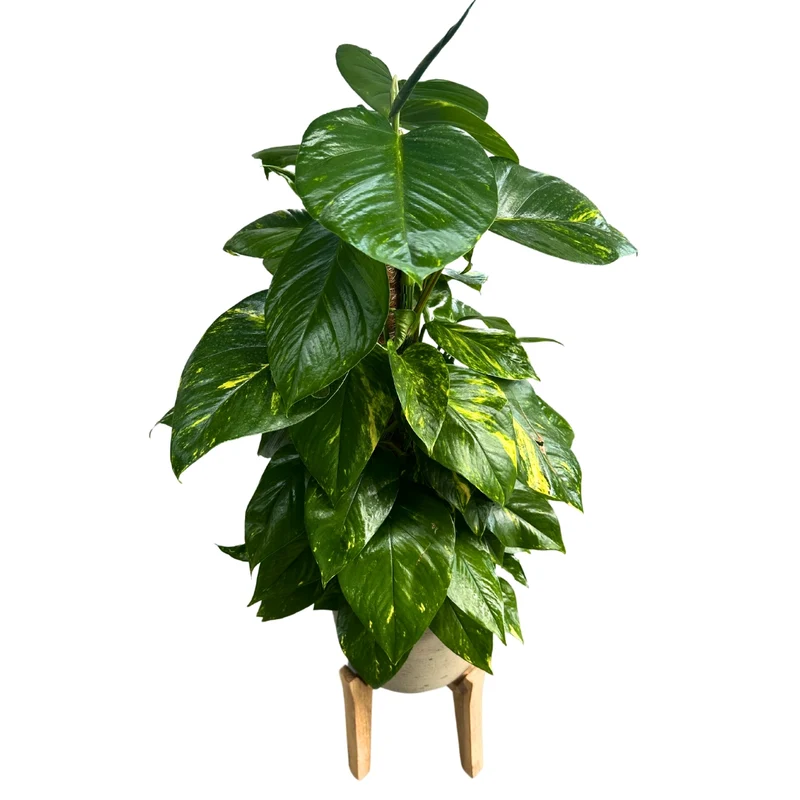 Pothos En Tutor 0,80m De Altura M17