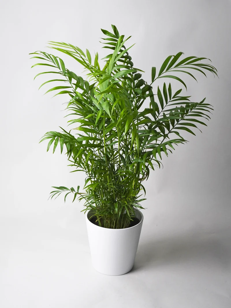 Palmera De Salón O Chamaedorea | Altura 70cm - Maceta 17cm
