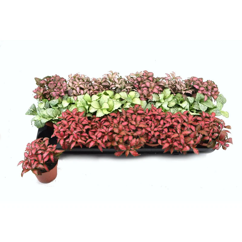 Fittonia Variada M8