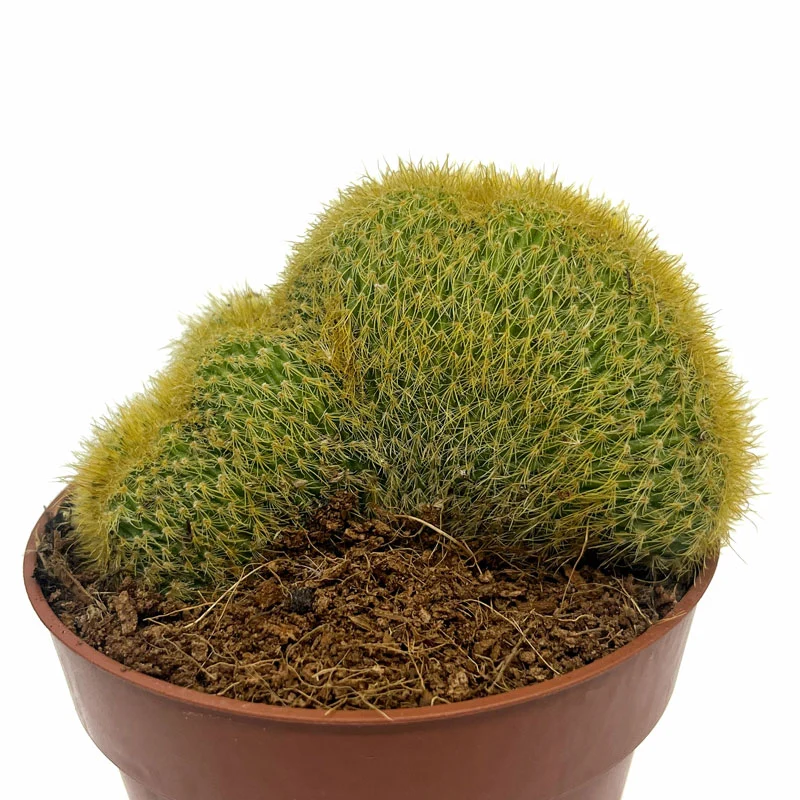 Notocactus Leninghausii Cristata Cactus Y Suculentas M8,5 cm Ø