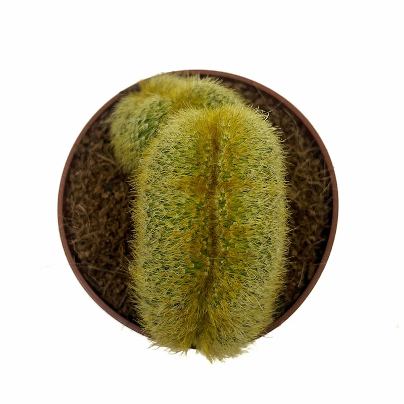 Notocactus Leninghausii Cristata Cactus Y Suculentas M8,5 cm Ø