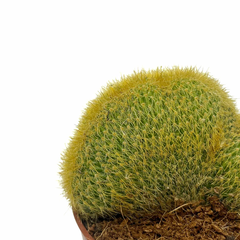 Notocactus Leninghausii Cristata Cactus Y Suculentas M8,5 cm Ø