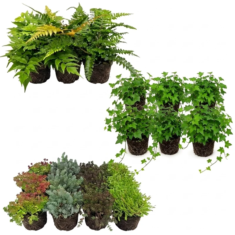 Plantas Borde Estanque 2-3m2 - Sedum - Helecho Exterior - Hedera - 36 Plantas