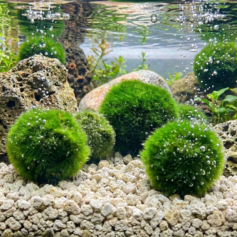 Bolas De Musgo Marimo - 10 Unidades - Cladophora Aegagropila - 3 Cm