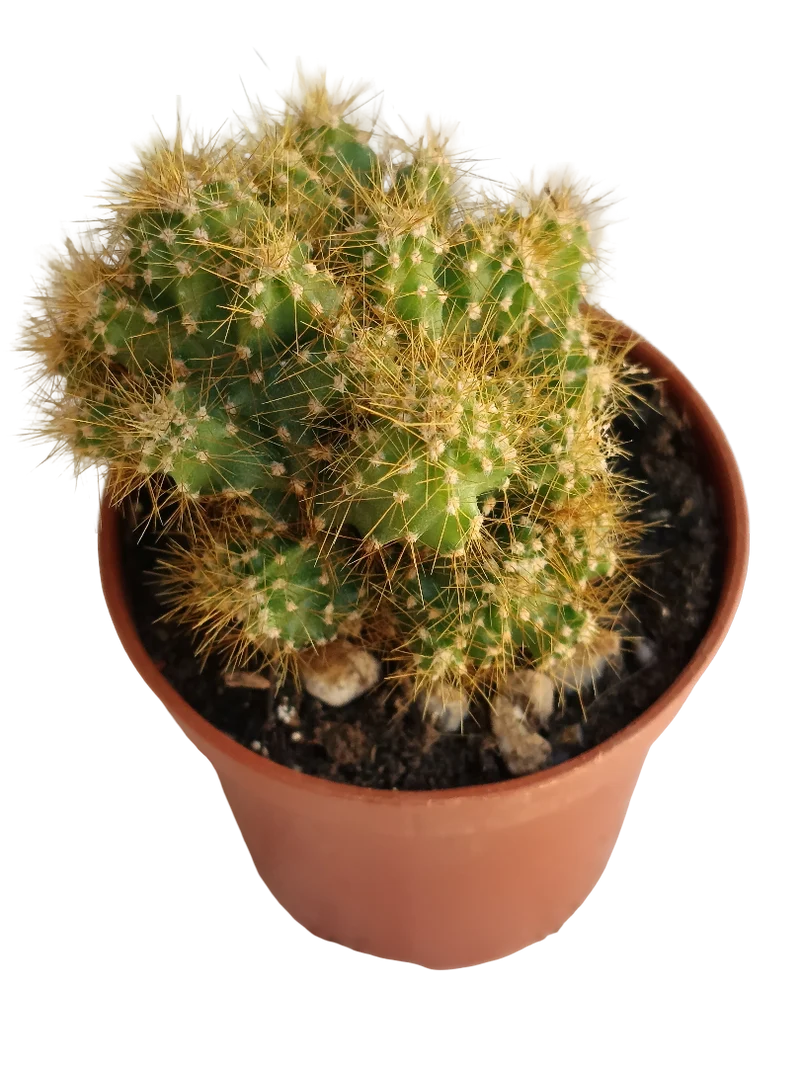 Cereus Peruvianus Monstruosos Espina Amarilla Mini Ø5