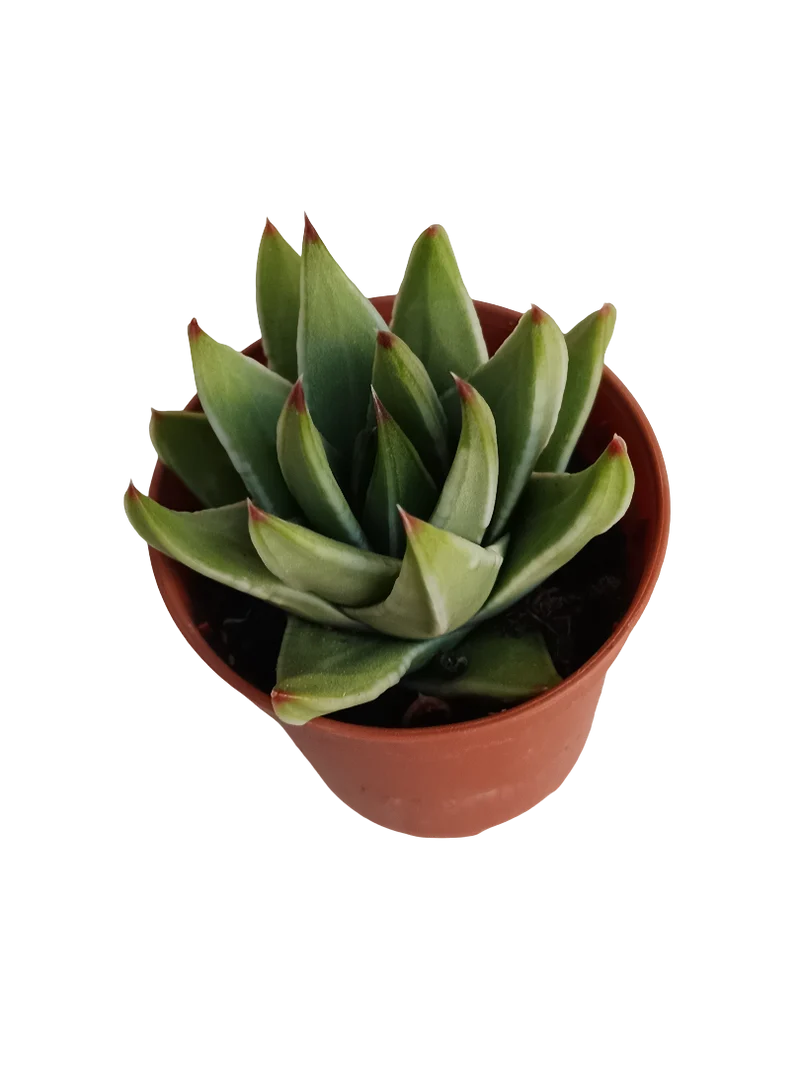 Tulista Marginata Planta Suculenta Ø5 Haworthia
