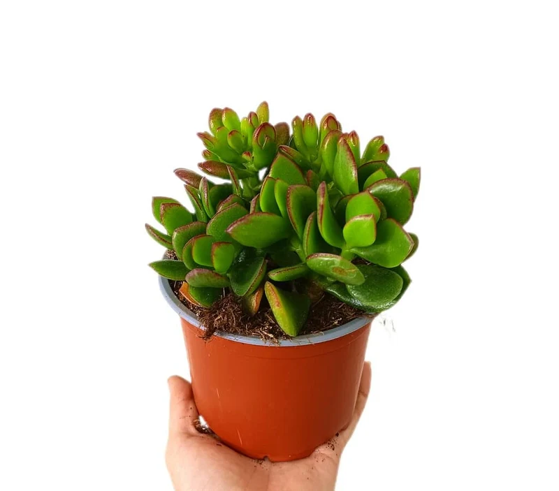 Crassula Ovata M13