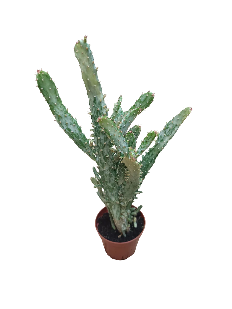 Opuntia Monocantha Variegata Cactus Planta Suculenta De Sol Ø8