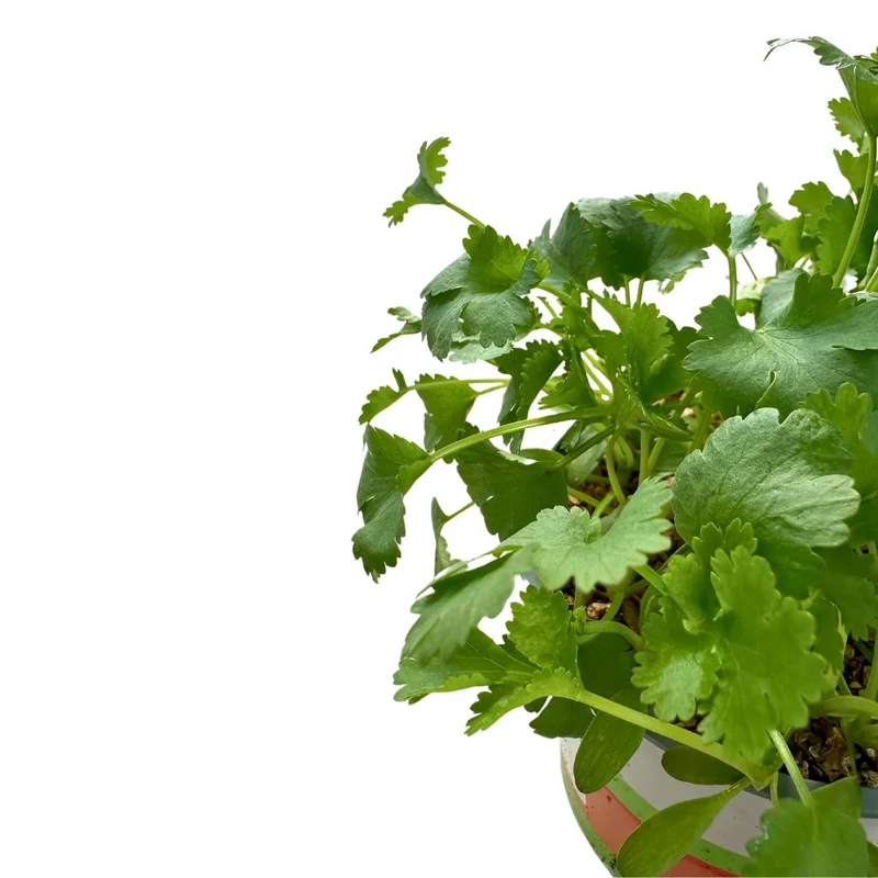 Cilantro Planta Aromática Y Medicinal (coriandrum Sativum)