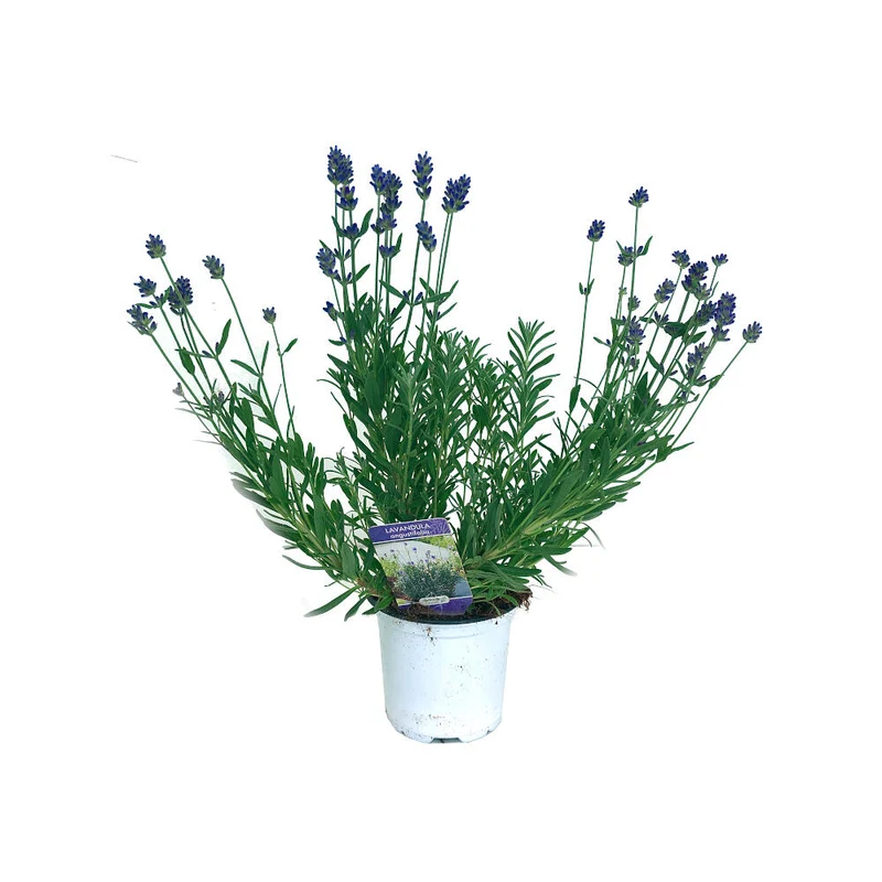 Lavanda Angustifolia M16