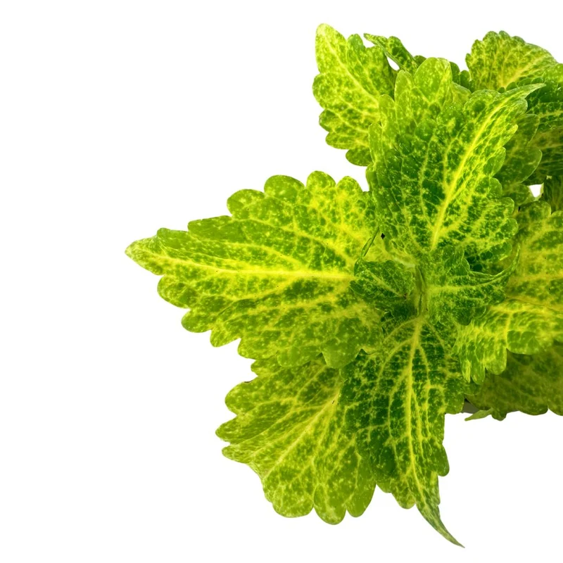 Coleo La Planta De La Mezcla De Colores De Hojas Más Impresionantes