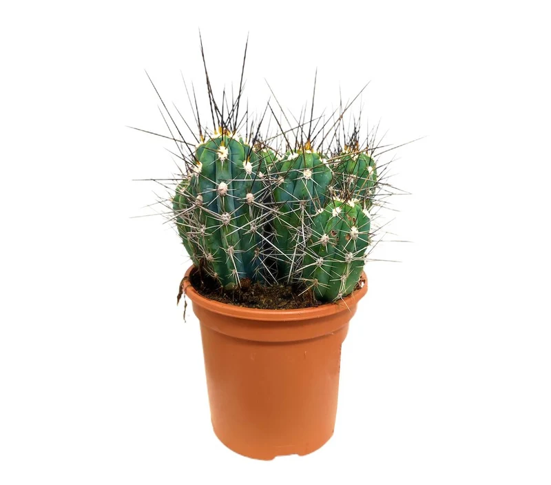 Eriocactus Coryne M17