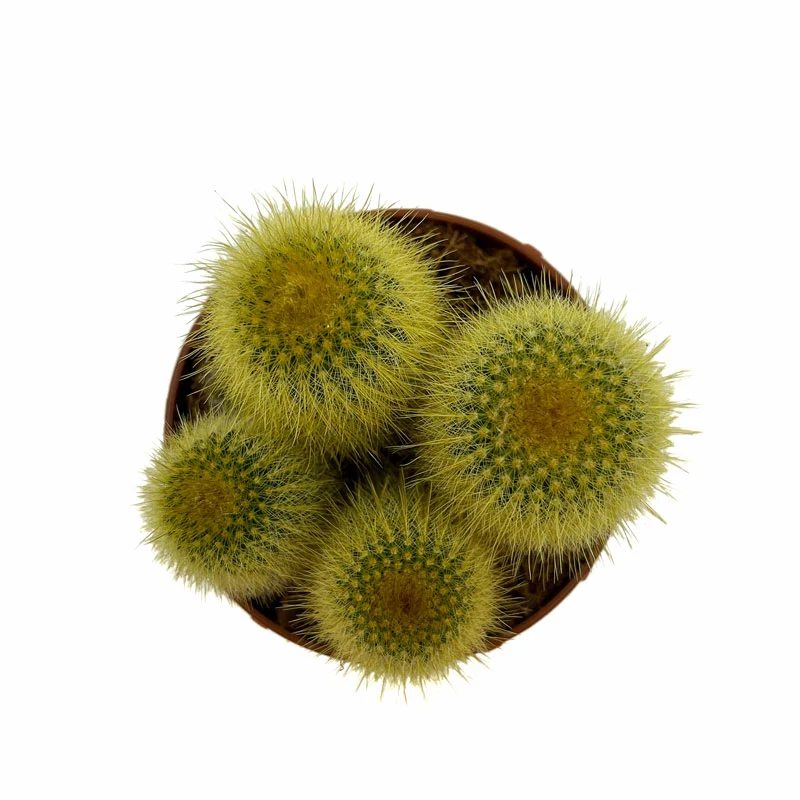 Parodia Leninghausii Cactus Y Suculentas M8,5 cm Ø