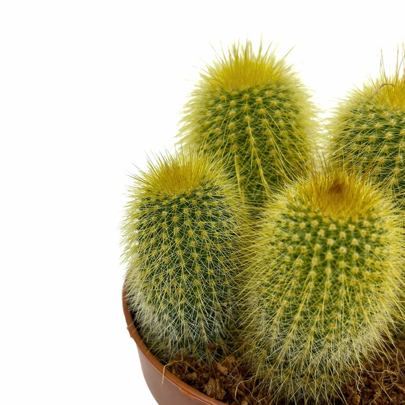 Parodia Leninghausii Cactus Y Suculentas M8,5 cm Ø
