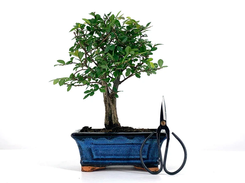 Pack Bonsái Zelkova 5 Años + Tijera