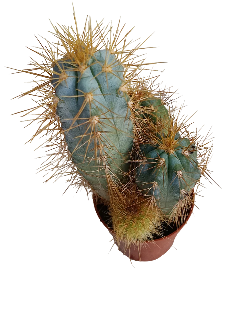 Cactus Azul Columnar Maceta Pequeña Ø5 Cm