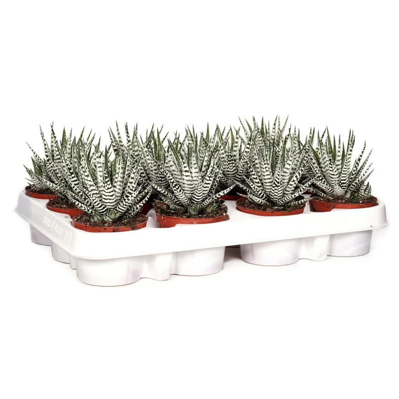 Haworthia Fasciata M8 15cm (unidad)