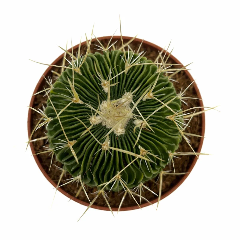 Echinofossulocactus Multicostatus Cactus Y Suculentas M8,5 cm Ø