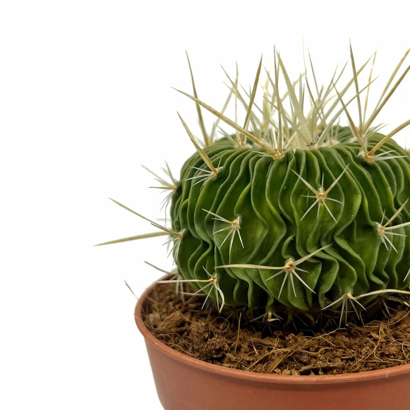 Echinofossulocactus Multicostatus Cactus Y Suculentas M8,5 cm Ø
