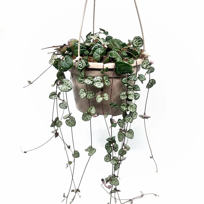Ceropegia Woodii Cactus Y Suculentas M15cm Ø con colgador