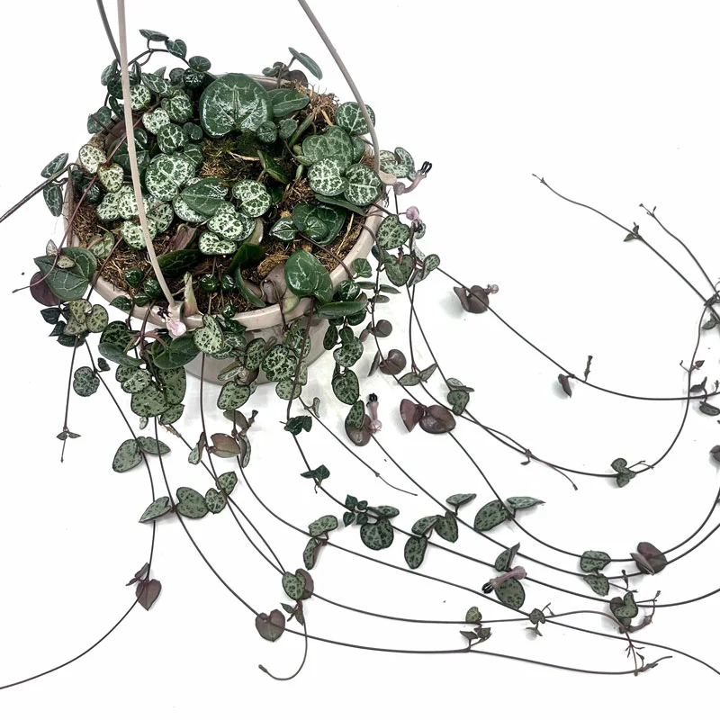 Ceropegia Woodii Cactus Y Suculentas M15cm Ø con colgador