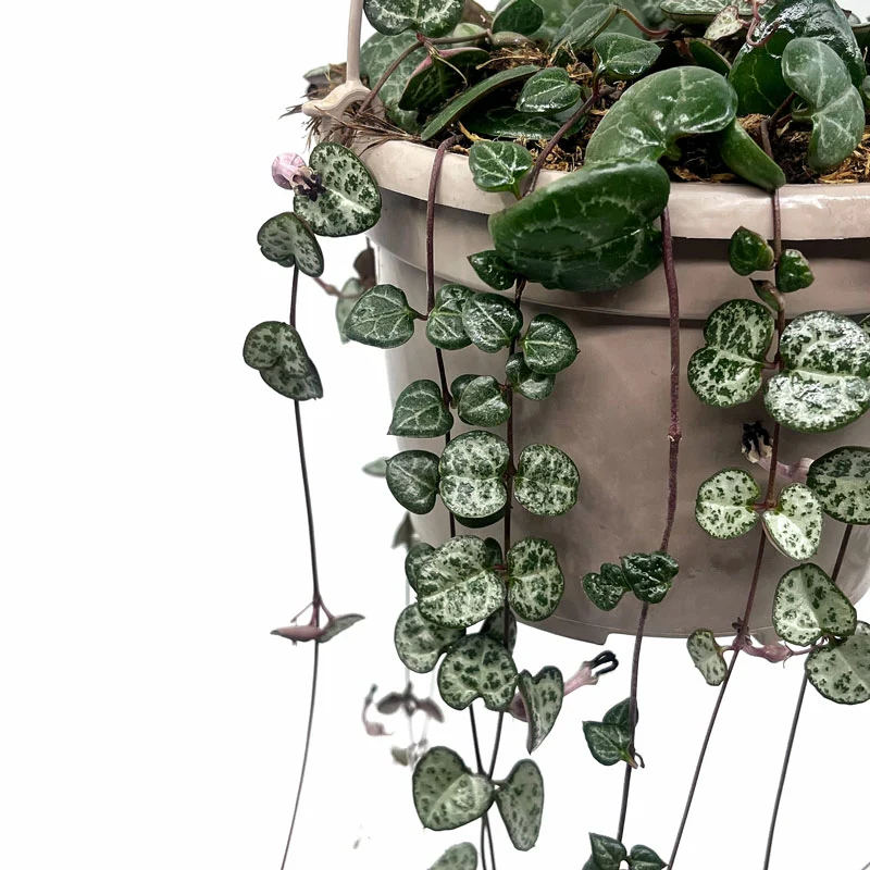 Ceropegia Woodii Cactus Y Suculentas M15cm Ø con colgador