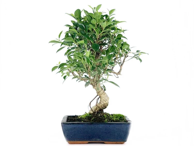 Bonsai Ficus Retusa Tiger Bark - 8 Años