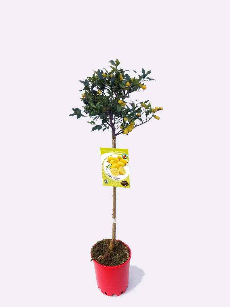 Limequat En Maceta 25 Cm. 150-180 Cm. Alt. Natural - Fitoralia
