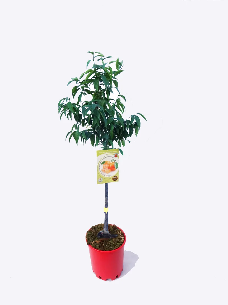 Mandarino En Maceta 25 Cm. 150-180 Cm. Alt. Natural - Fitoralia