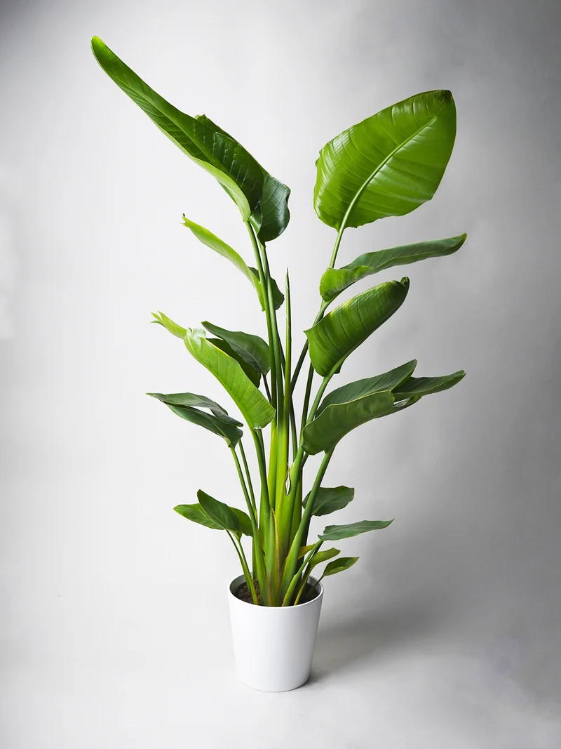 Strelitzia O Ave Del Paraíso | Altura 80cm - Maceta 17cm