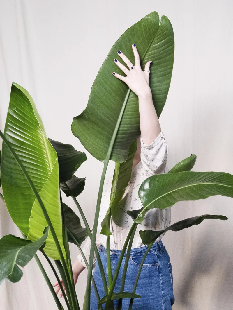 Strelitzia O Ave Del Paraíso | Altura 80cm - Maceta 17cm