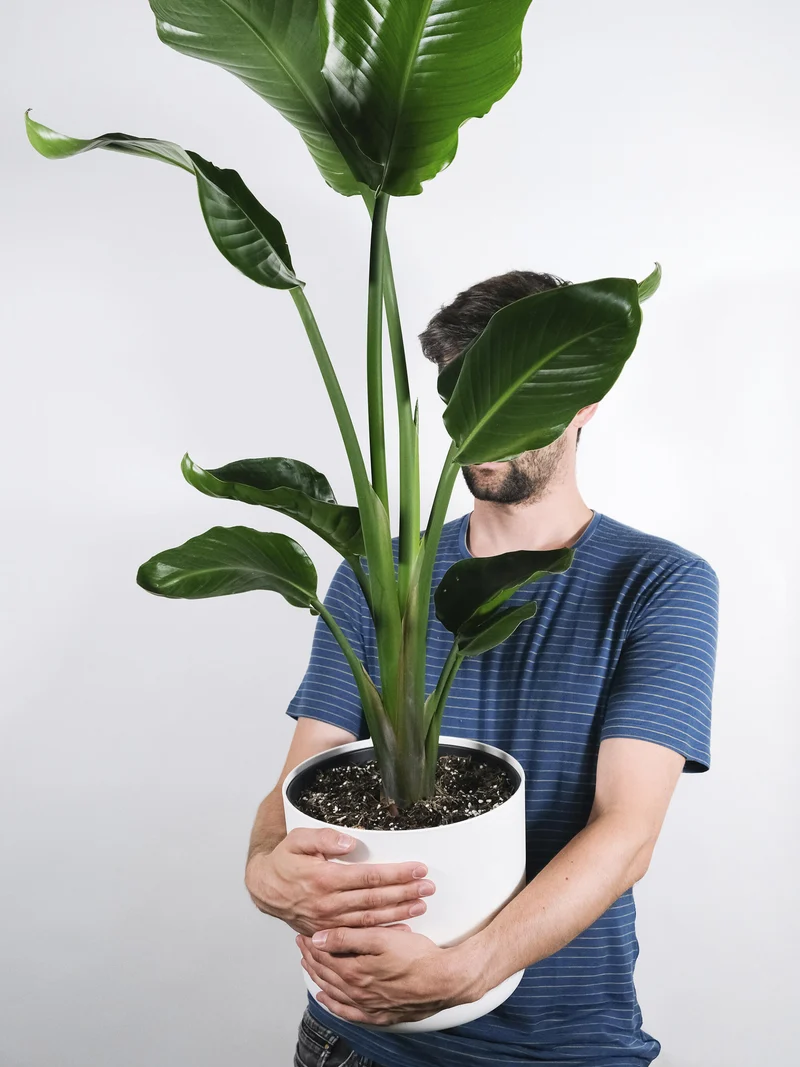 Strelitzia O Ave Del Paraíso | Altura 80cm - Maceta 17cm