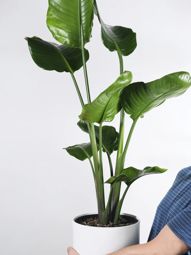Strelitzia O Ave Del Paraíso | Altura 80cm - Maceta 17cm