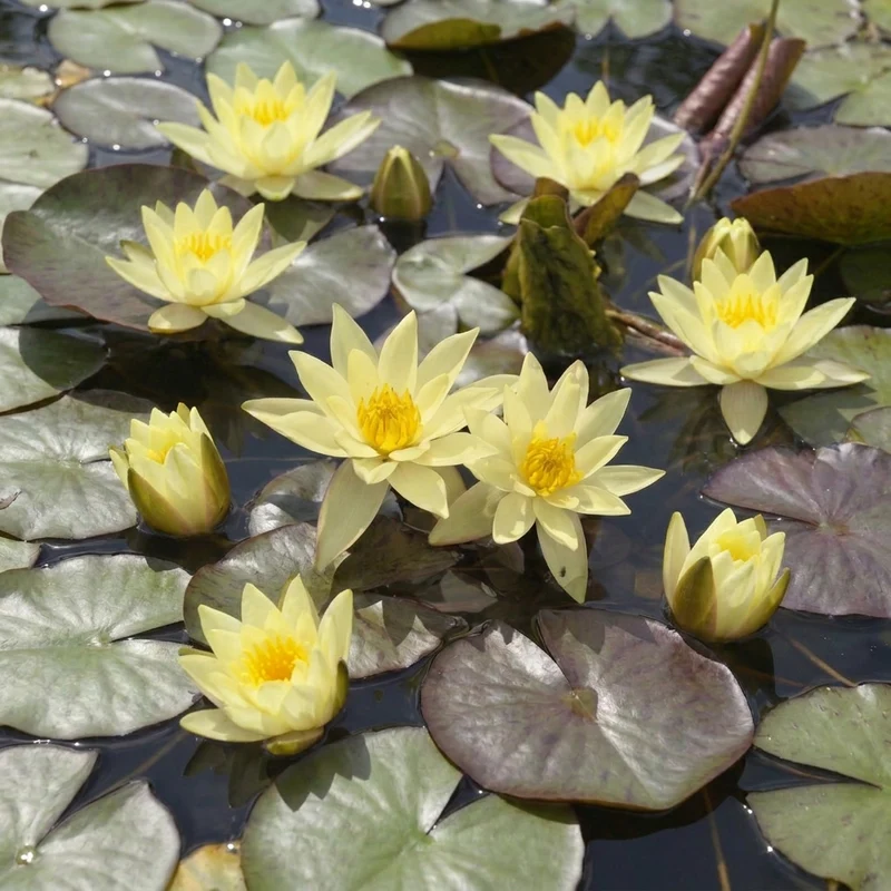 Nenúfar Enano Amarillo - Planta Acuática - Incl. Cesta, Sustrato, Arcilla, Grava