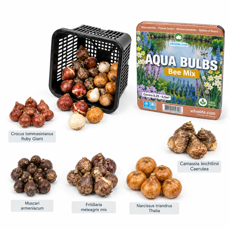Aqua Bulbs Bee Mix - 35 Uds - Crocus, Muscari, Narcissus, Fritillaria, Camassia