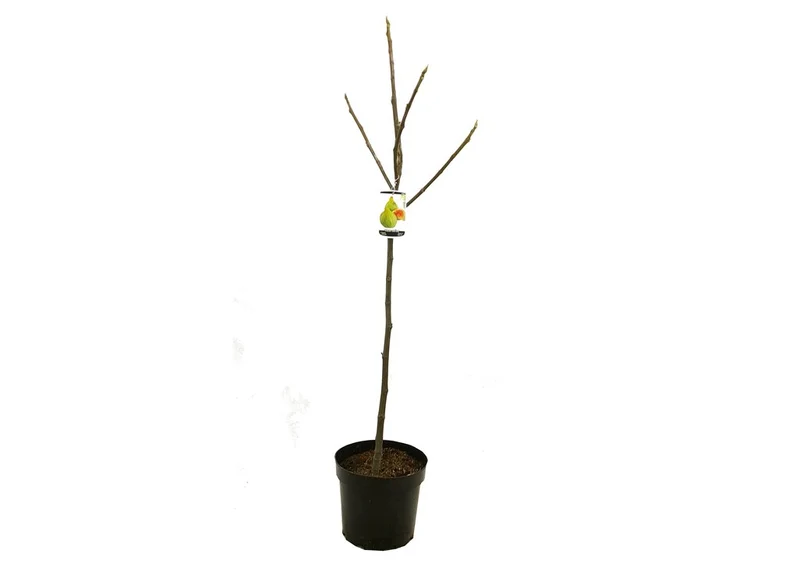 Higuera Verdal M25 110-130cm