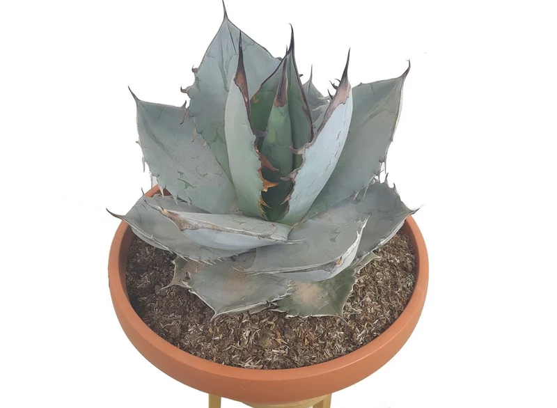 Agave Titanota White Ice T30 50cm (hielo Blanco)