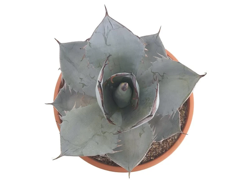 Agave Titanota White Ice T30 50cm (hielo Blanco)