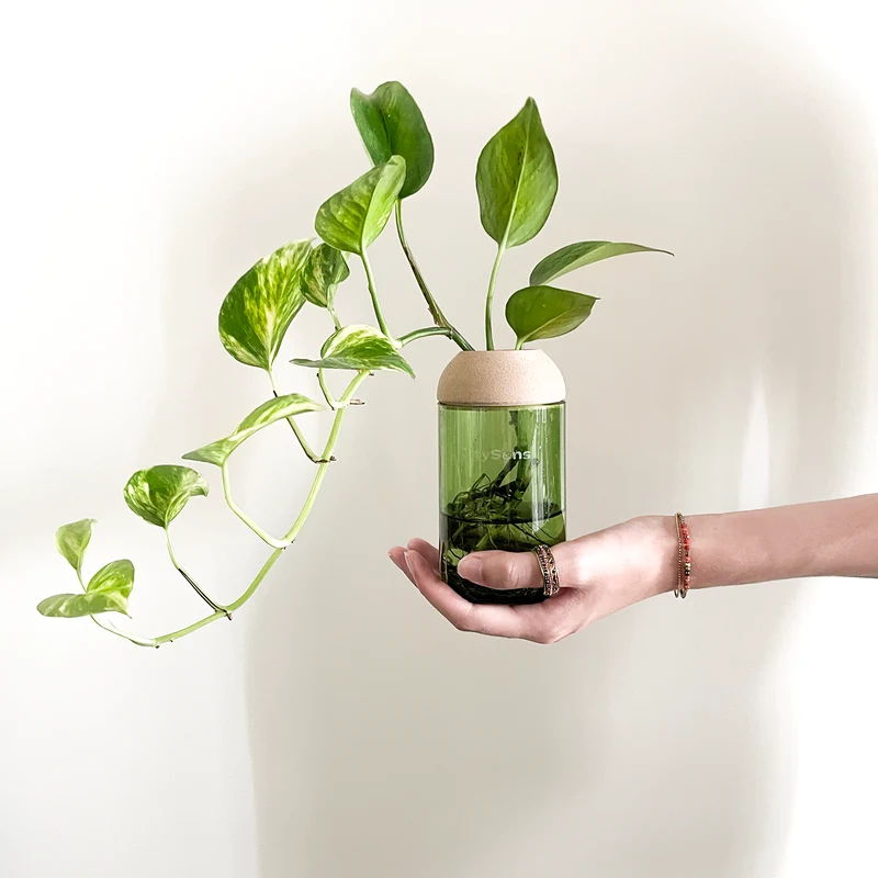 Macetero Transparente Citysens Con Planta Y Soporte De Pino – Verde, Vidrio Reutilizado Y Biofilamento De Madera 3d