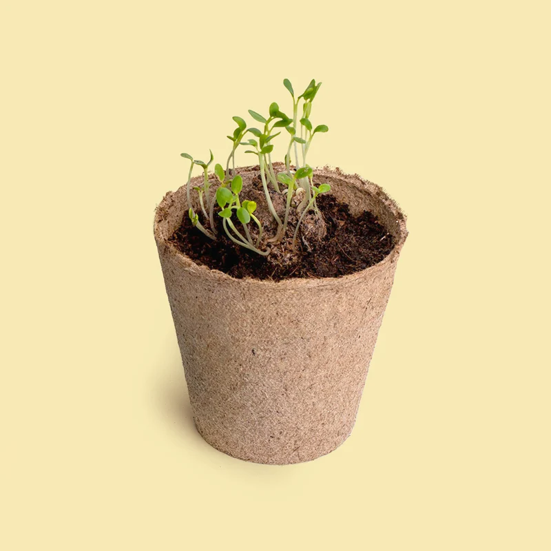 Pide un Deseo - Kit de Cultivo Diente de León con Semillas, Maceta y Sustrato, Regalo - Resetea
